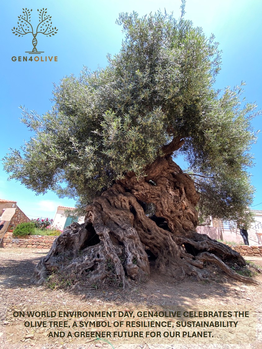 GEN4OLIVE tweet media