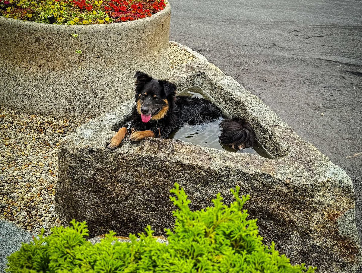 OLDENEGRANITE's tweet image. Stay cool today! 
oldenewenglandgranite.com 

#GraniteSuperstore #OldeNewEnglandGranite #Antiquegranite #reclaimedgranite #hardscapedesign #hardscape #Mason