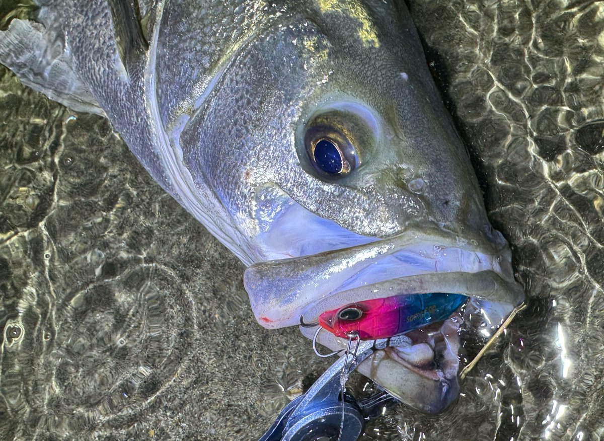 秋のシーバスを彷彿させる、
最高なコンディション🔥

サポートユーザー：杉林衛さん
エリア：富山県
河口域で1番流れが効いてる場所を探し出し、ダウンでじっくり探っていくと極太のランカーシーバスがヒット！

somari 90 ▷ tinyurl.com/9spvapwh