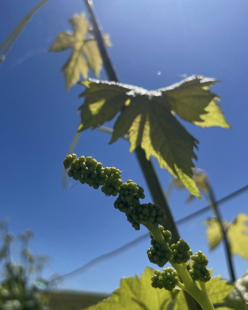 Bodegas Muriel tweet media