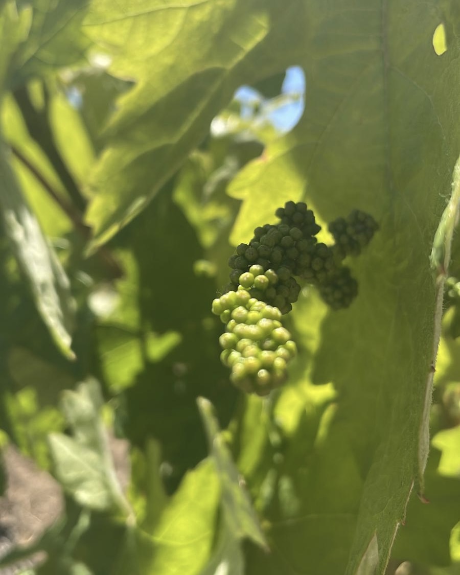 Bodegas Muriel tweet media