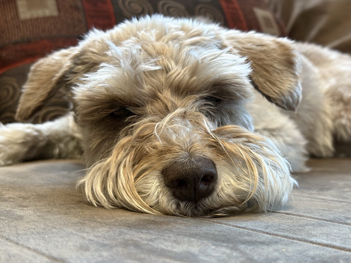 carmilevy's tweet photo. She looks like I feel right about now.
Maybe we could all use a little more nap time.
#ldnont #canada #actofdog #callithewonderschnauzer https://t.co/vdh1NdxDsP