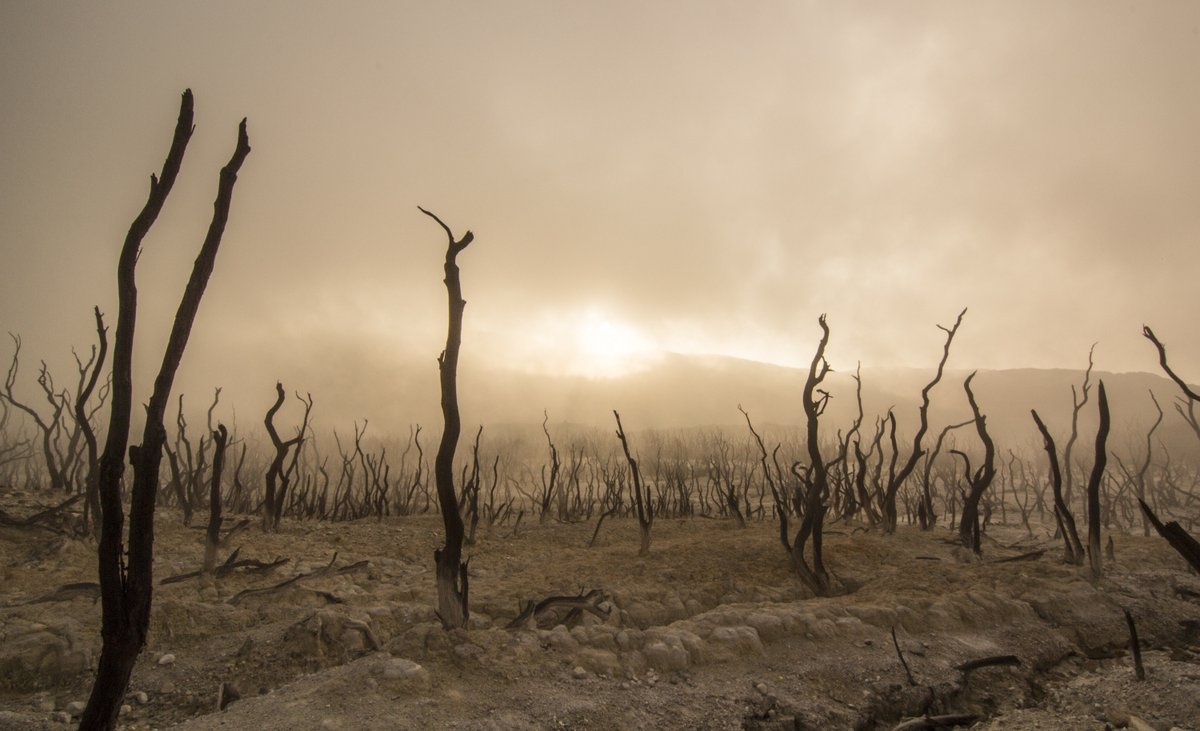 Our climate experts report that Planet Earth is getting thirstier, which is making droughts more extreme 🌍💧

They believe the atmosphere is demanding more water out of the soil, rivers, and plants due to climate change.

Find out more 👉 ac.pulse.ly/zmmjjicvpp