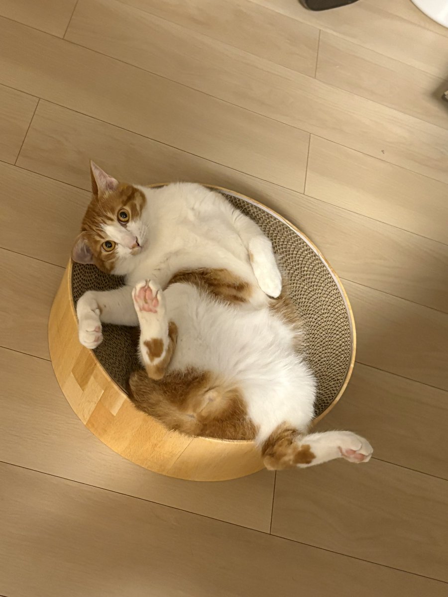 テレビのアンテナケーブルやられました。本人は反省しているようです。