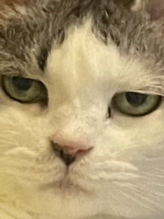 どうしたのその目つき(かわいい)