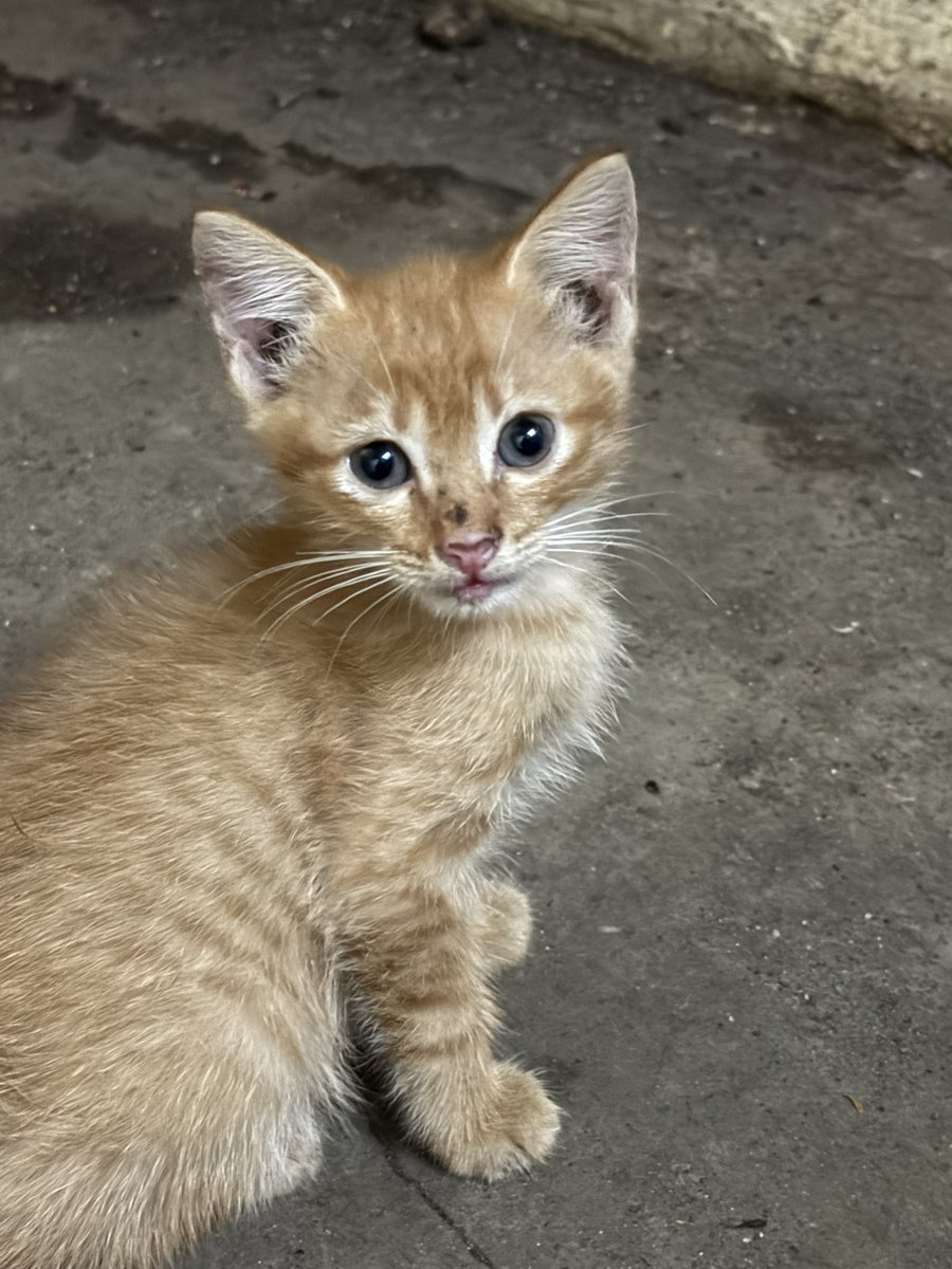 chsannn_'s tweet photo. Ada family baru kena buang. Pagi tadi takde. Balik dari kerja i saw them. Korang memang sial kan. Tak nak kucing beranak pinak kau mandulkan lah apa yg susah sangat? Kalau ada sesiapa yg berminat can pm me. Bulu lebat2. https://t.co/akqXBcDYl6