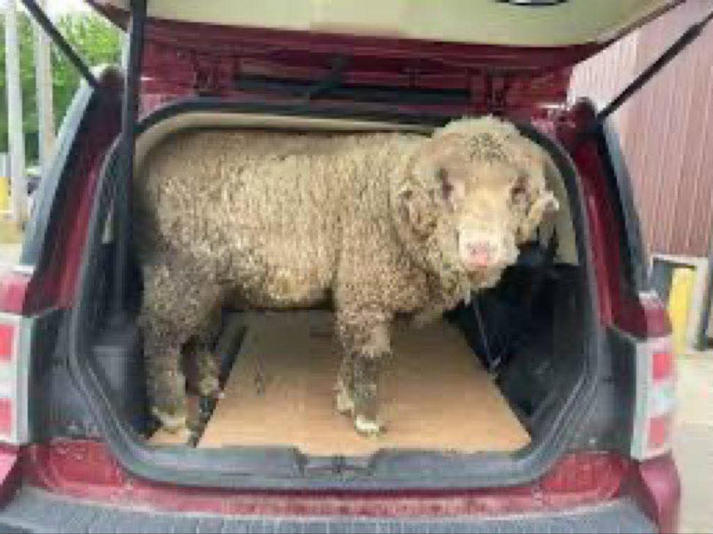 ڈِگی میں چُھپ کر سفر کرنے والا لیلا 🐑