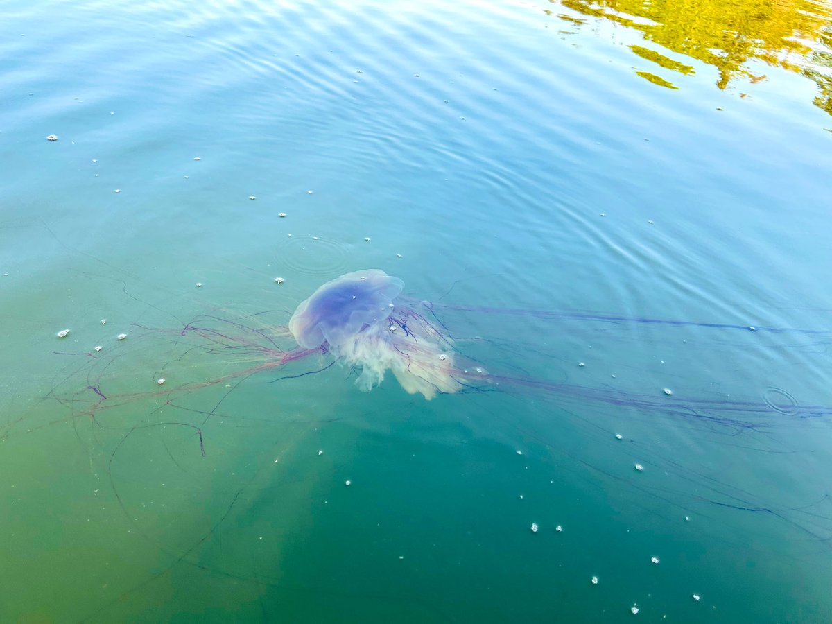 proffwolff's tweet image. I thought God’s agreement with Maine was that our waters are painfully cold but free of anything with this much tentacle.