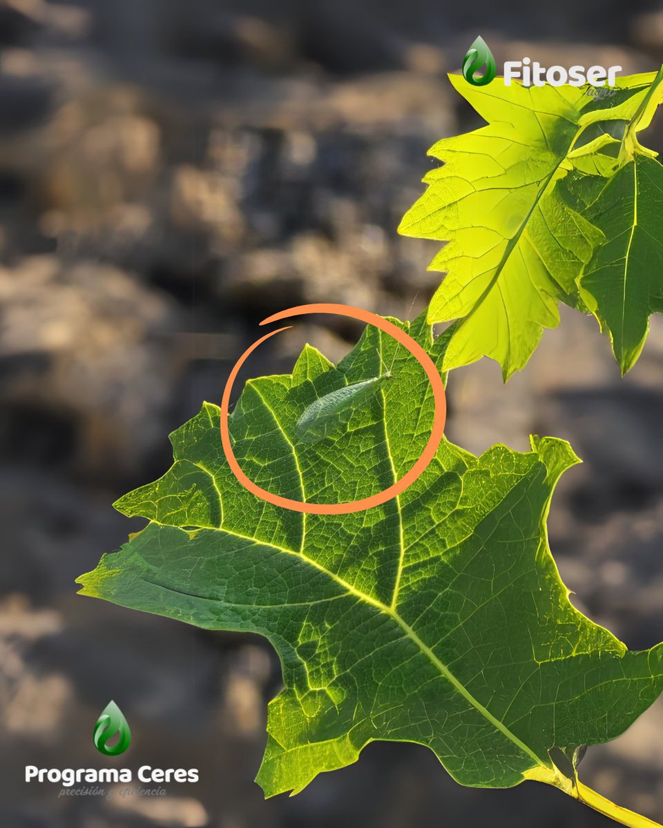 FitoserA's tweet photo. Detectamos una alta actividad de 𝘊𝘩𝘳𝘺𝘴𝘰𝘱𝘦𝘳𝘭𝘢 𝘤𝘢𝘳𝘯𝘦𝘢 en los cultivos. Las condiciones actuales favorecen su establecimiento, por lo que es un buen momento para reforzar su presencia en zonas donde se necesite.
#ProgramaCeres #Fitoser https://t.co/qHp7FSr9Ya