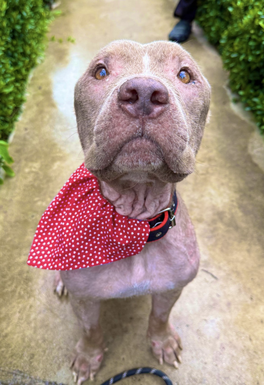 best dog content tweet media