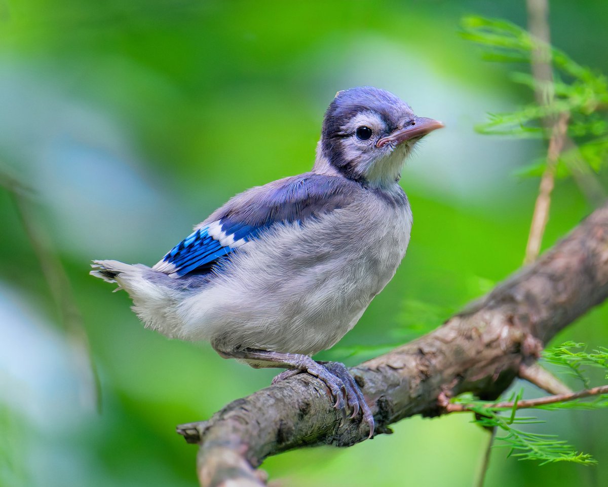 Ruben Giron (@rubengi02391602) on Twitter photo Blue Jay fledgling at the West end of the Pool in Central Park. So adorable #birdcpp <a href="/BirdCentralPark/">Manhattan Bird Alert</a> Blue Jay fledgling at the West end of the Pool in Central Park. So adorable #birdcpp <a href="/BirdCentralPark/">Manhattan Bird Alert</a>
