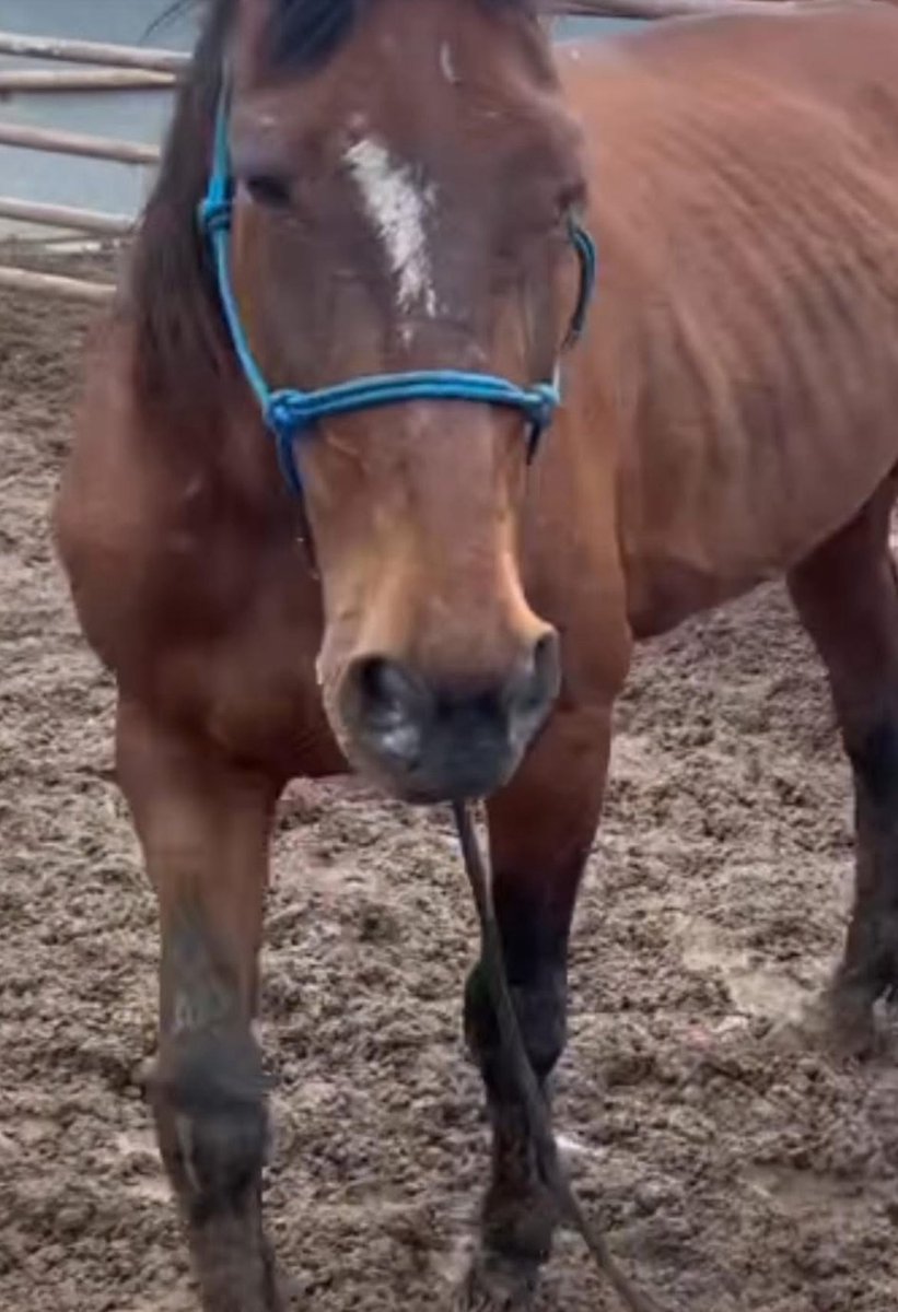 ❌Urgent: Velten needs her bail TODAY. Last day to help this sweet mare. We thank all of who who are helping her. Let’s get it done. DEADLINE TONIGHT. 11CT. Keep sharing! It helps too! Donations of any amount add up! ❌4️⃣3️⃣2️⃣paypal.com/donate?campaig…