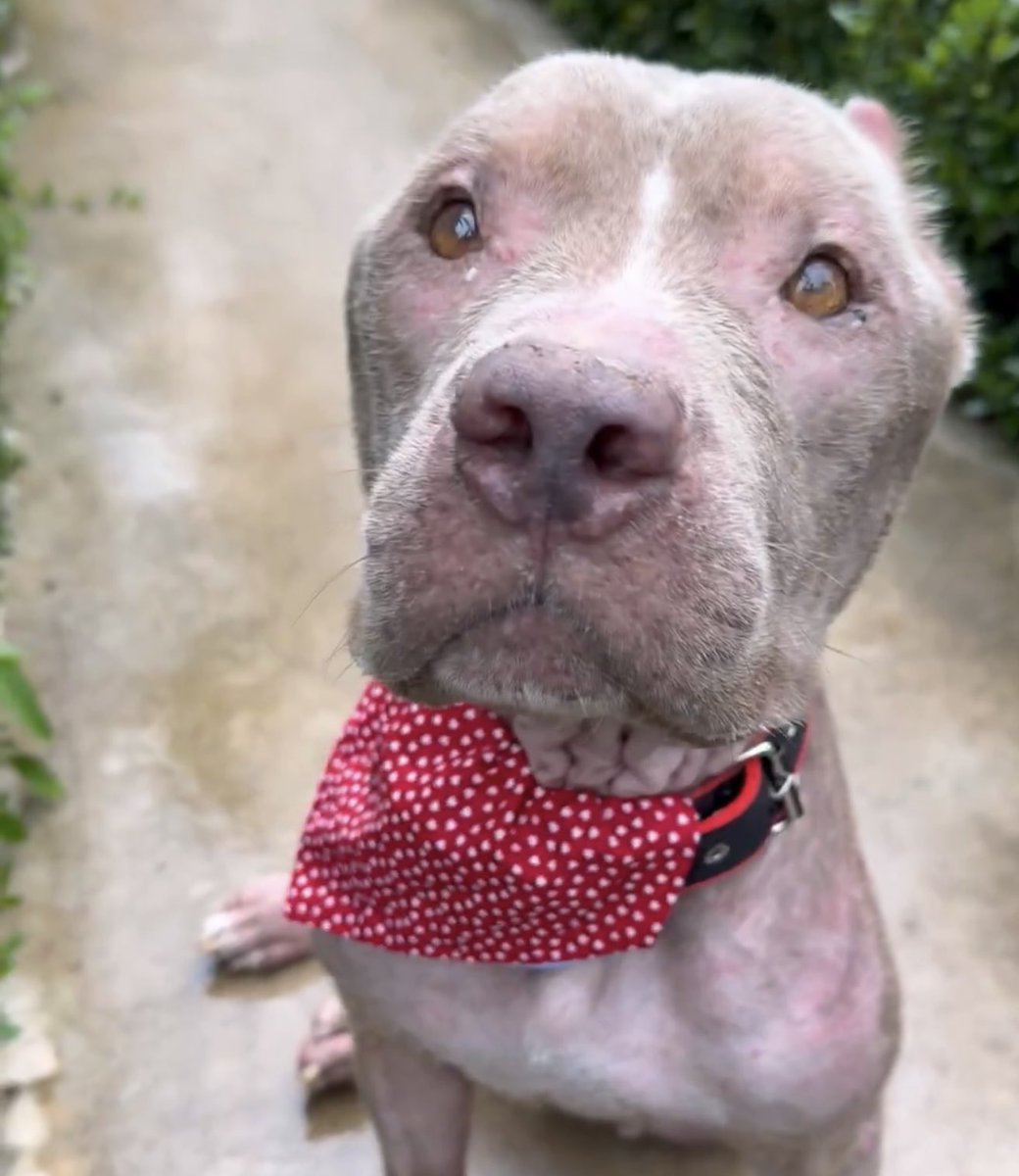 American Independent📚 tweet media