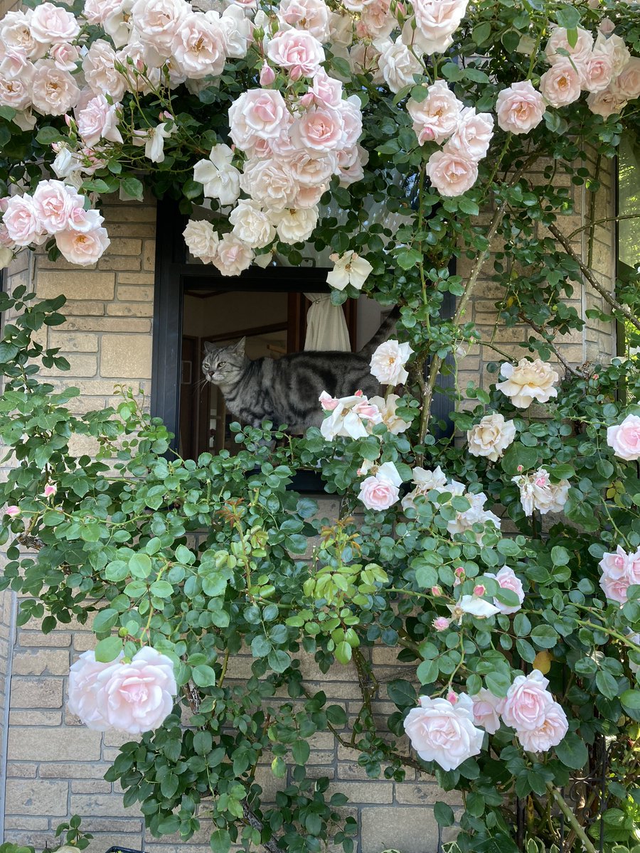 ジャックと薔薇の木 (@NxNLll6NdrtG8H4) / Posts / X