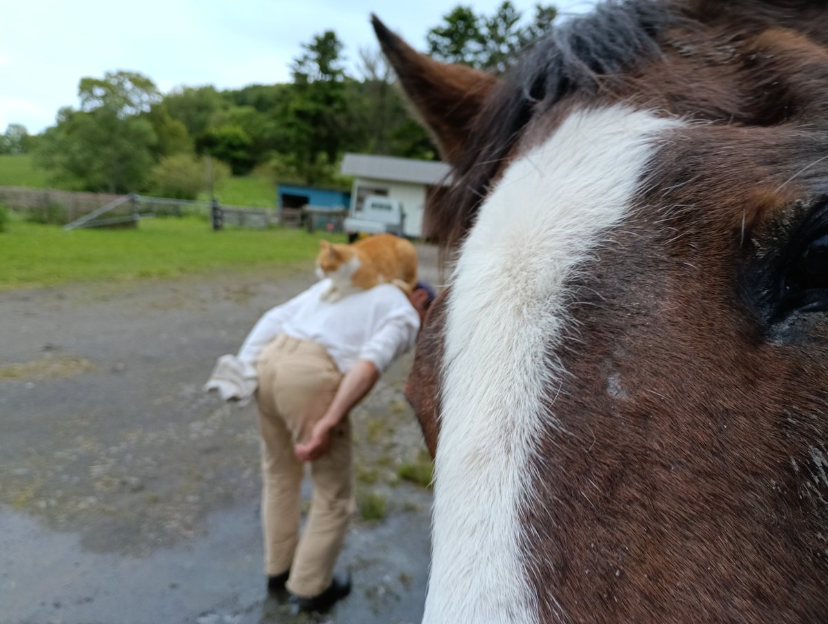 Northern Lake🐴厩舎新築クラファン実施中‼️ on X