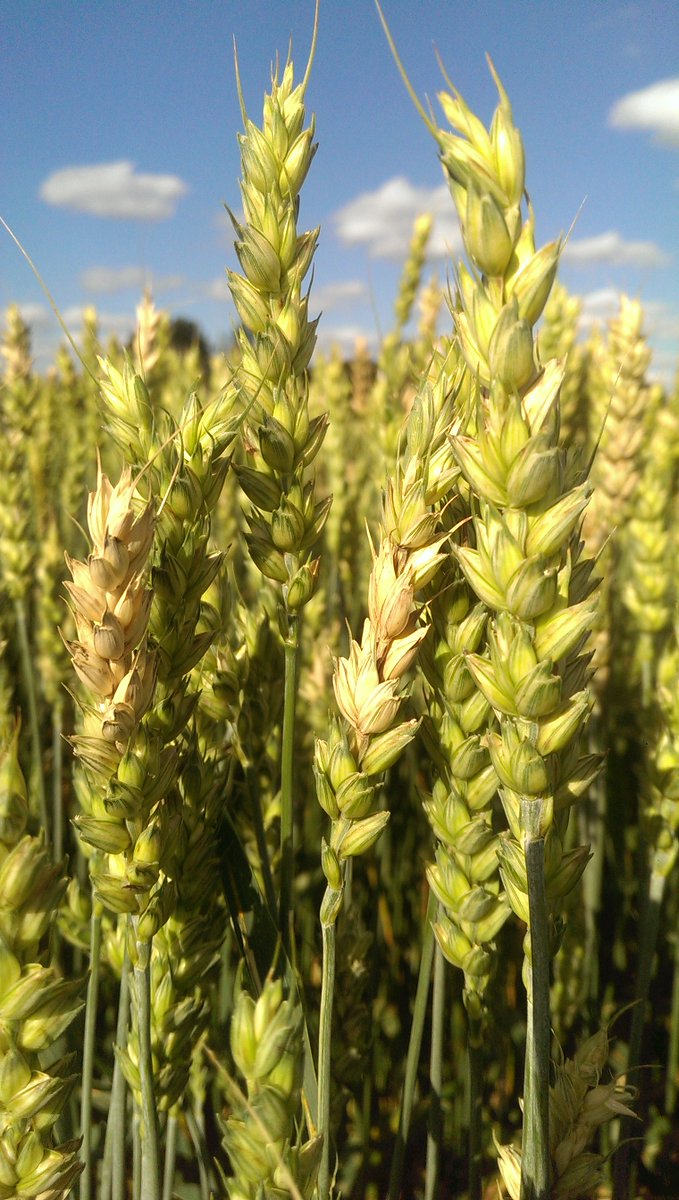 Martin Chilvers tweet media