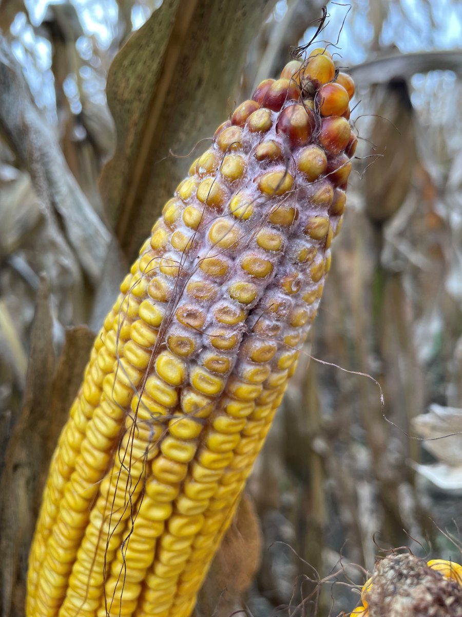 Martin Chilvers (@martinchilvers1) on Twitter photo Fusarium graminearum why all the fuss?
canr.msu.edu/news/fusarium-… <a href="/MSU_PSM/">MSU-PSM Department</a> <a href="/MSUEFieldCrops/">MSU Extension Field Crops</a> <a href="/MSUDiagnostics/">MSU Plant & Pest Diagnostics</a> <a href="/MSUExtension/">MSU Extension</a> <a href="/MSUWheat/">MSU Wheat Genetics</a> Fusarium graminearum why all the fuss?
canr.msu.edu/news/fusarium-… <a href="/MSU_PSM/">MSU-PSM Department</a> <a href="/MSUEFieldCrops/">MSU Extension Field Crops</a> <a href="/MSUDiagnostics/">MSU Plant & Pest Diagnostics</a> <a href="/MSUExtension/">MSU Extension</a> <a href="/MSUWheat/">MSU Wheat Genetics</a>