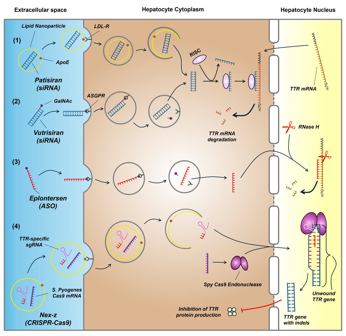 Brett Sperry, MD tweet media