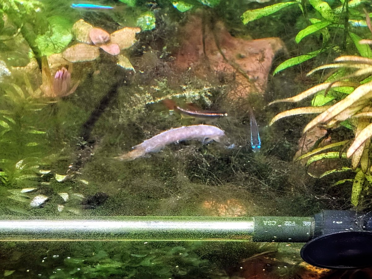 wakou's tweet photo. 用了多次的硝化菌粉都沒事
這回不但韌命的 #蛇魚 莫名升天
還詭異的裹了層麵衣 (冬蟲夏草???) https://t.co/utUWWTjDj4