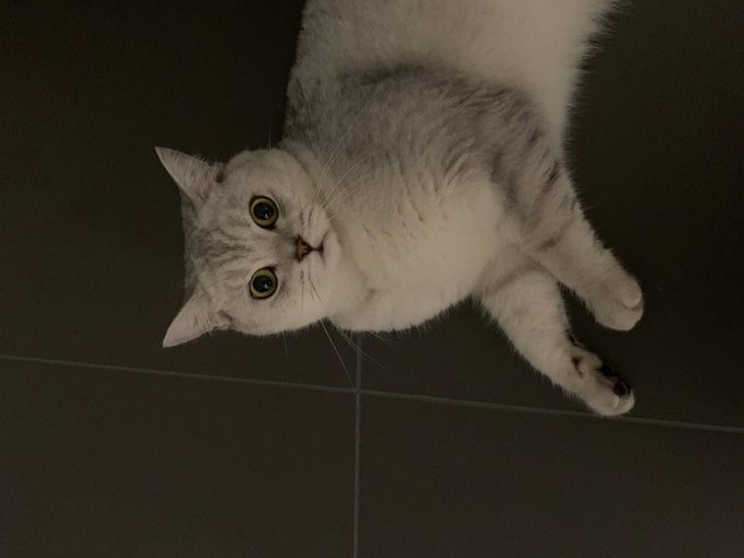 Abstract___or's tweet image. 그것은 나를 화나게 했다. 그것은 한밤중에 나를 깨웠고 내가 잠들지 못하게 하려고 했다.