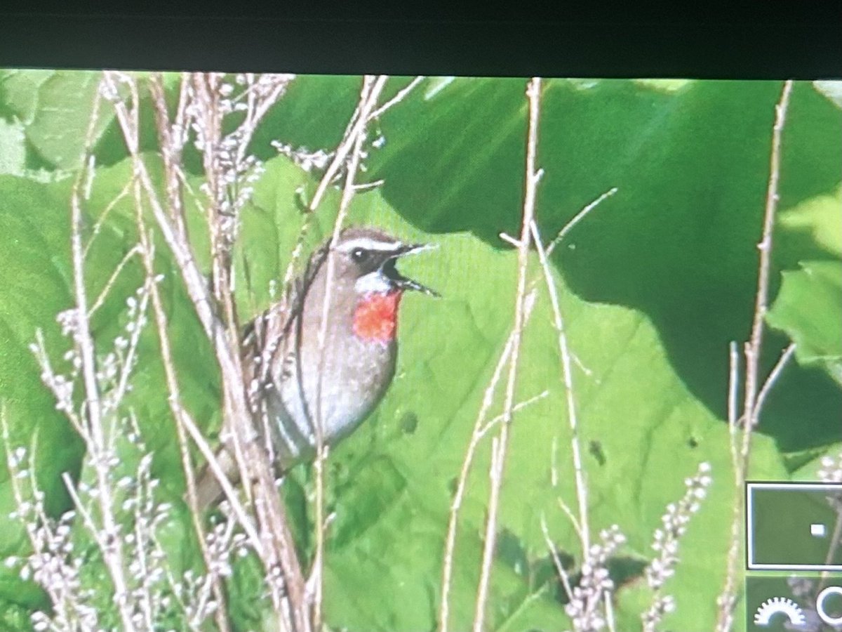 Another full on and amazing day here on Hokkaido …. 2 Hokkaido Bear !!! And then a boat trip where we had almost constant views of a loose pod of 12 Orca 😍😍… Rhinoceros Auklets and topped off with Siberian Rubythroat ❤️<a href="/zootherabirding/">Nick Bray</a> <a href="/AlanDaviesbirds/">Alan Davies</a> <a href="/AllanConlin/">Allan Conlin</a>