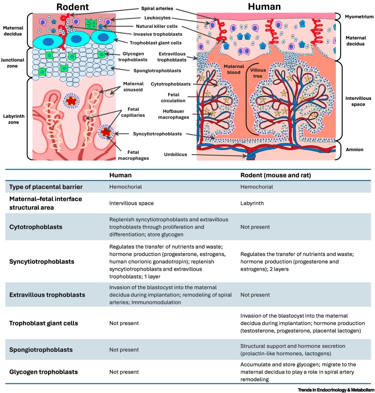 Trends_Endo_Met's tweet image. Online Now: Current approaches and advances in placental toxicology dlvr.it/TLB9CZ #trends #endocrinology #metabolism