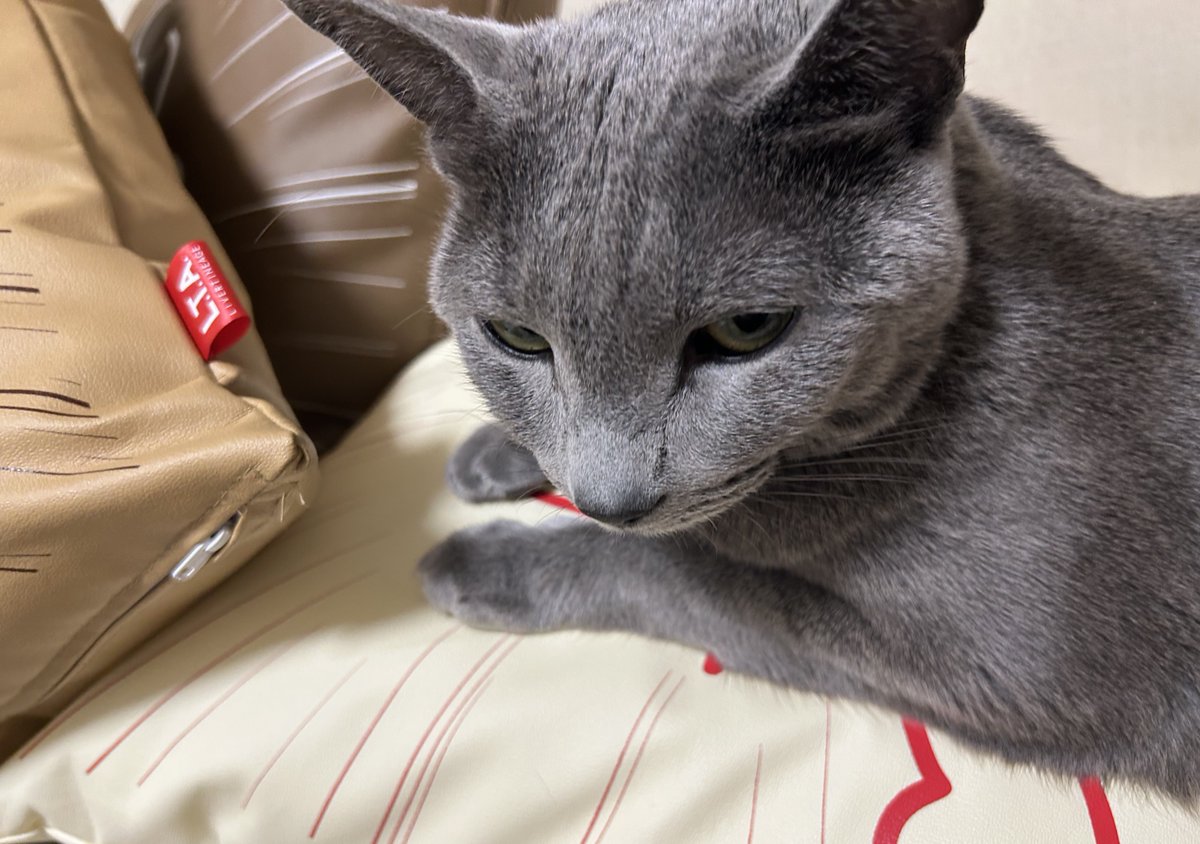 #LIVERTINEAGE さんとのコラボアイテム第5弾、あと５日で受注〆切です☺︎✨

クッションが気持ち良すぎて絶対に退かない猫が現れました🐈
livertineage.jp/SHOP/189784/24…