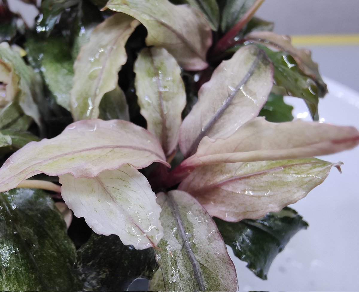 Bucephalandra sp.PinkVariegatedピンクバリエガータ 超レア！ブセファランドラsp.ピンクバエリガータの成長過程 - た