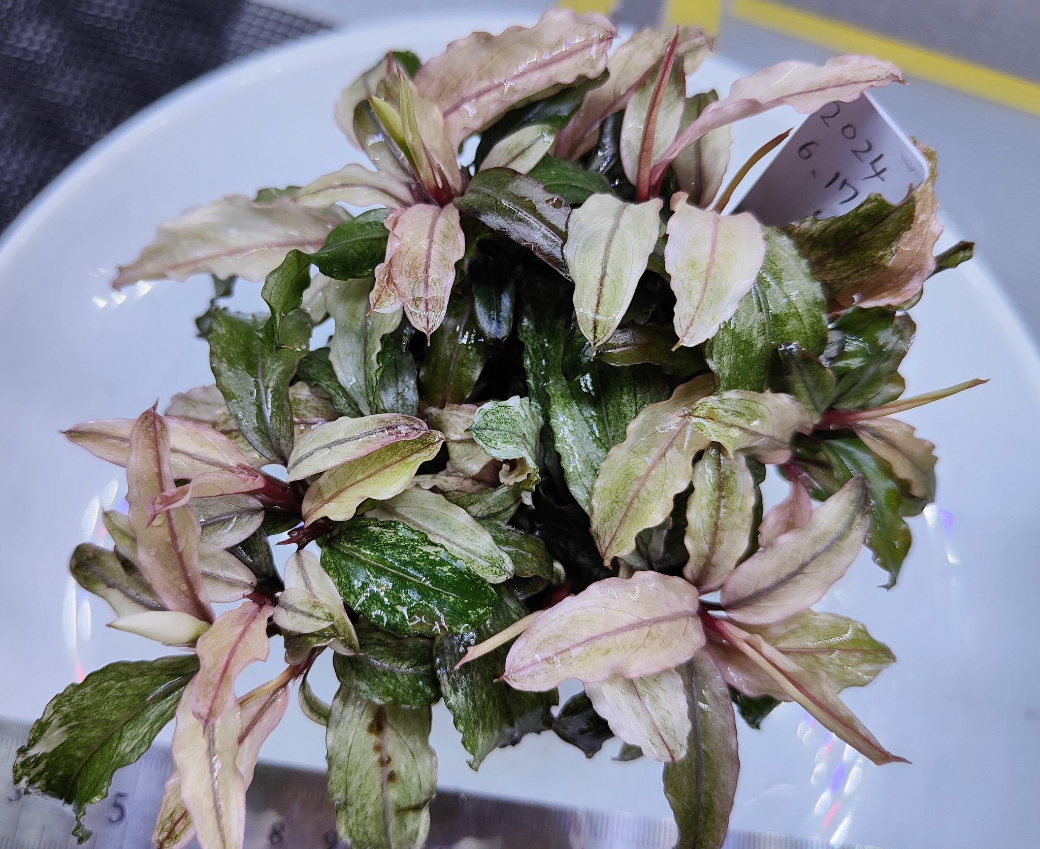 Bucephalandra sp. Varigata バリエガータ Bucephalandra sp. Varigata バリエガータ Bucephalandra