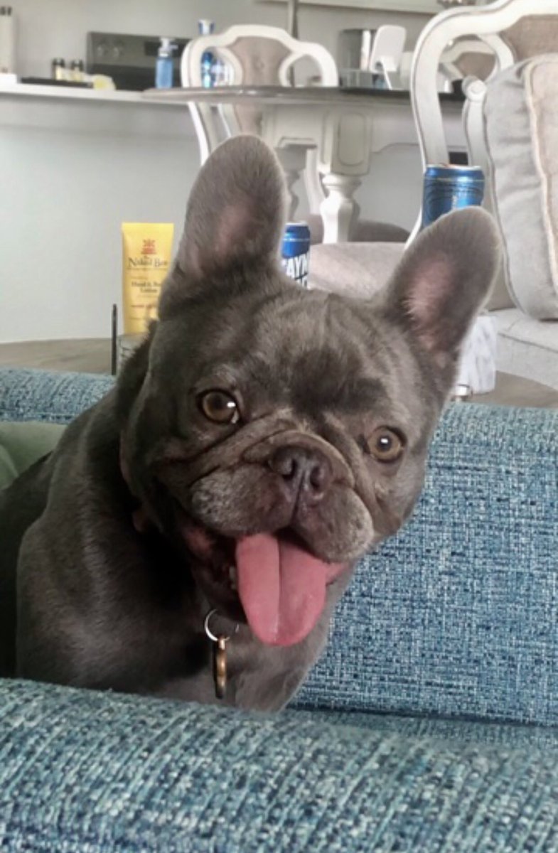 LunaticLarry3's tweet image. We survived the first night with this little lady❤️🐾 #dogsofx  #frenchie