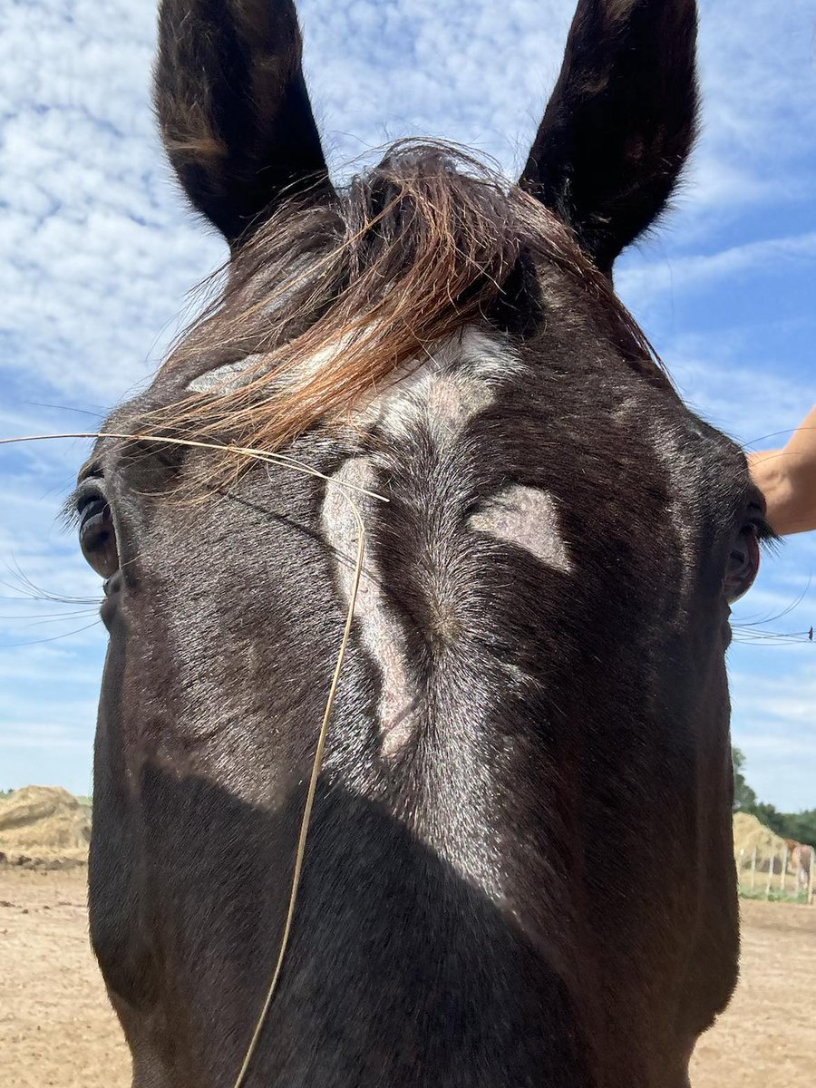 🆘🆘👉Update! $1350 raised for Duck Fir so far. We still need to raise $1550  to reach goal.  Look at that face. Scraped up but still has hope in his eyes. Help is coming Duck.🙏 Please consider a donation to help us help Duck. Our Paypal Donation link is paypal.com/donate/?hosted…