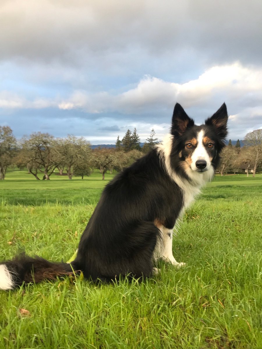 BlockDoc2003's tweet photo. @PuppiesIover Border Collie https://t.co/DXX2qMfg5S