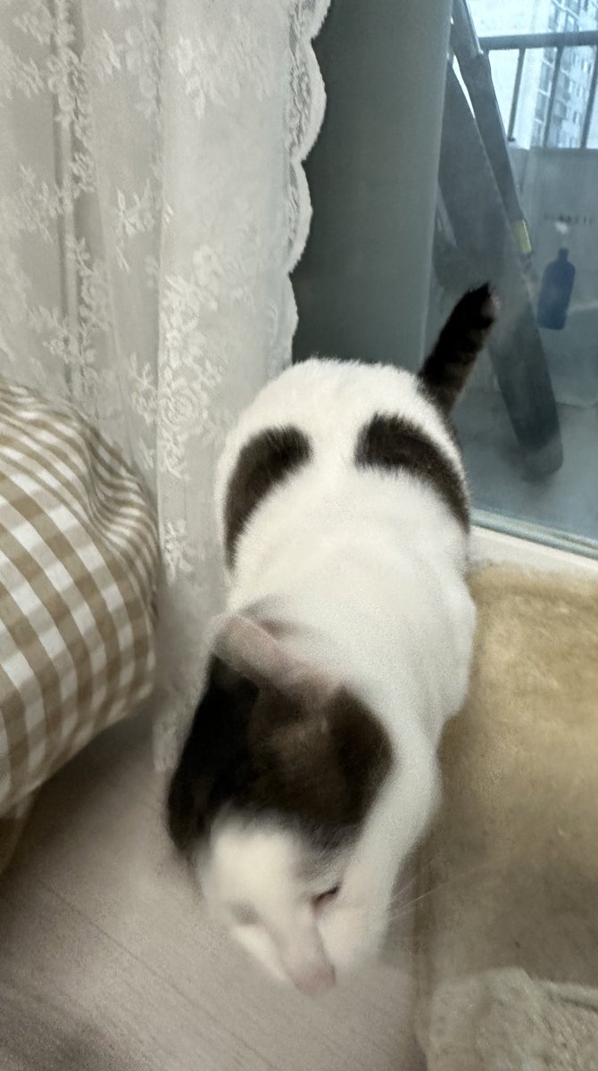 귀여운 사진찍기 참 어렵다 끼없고