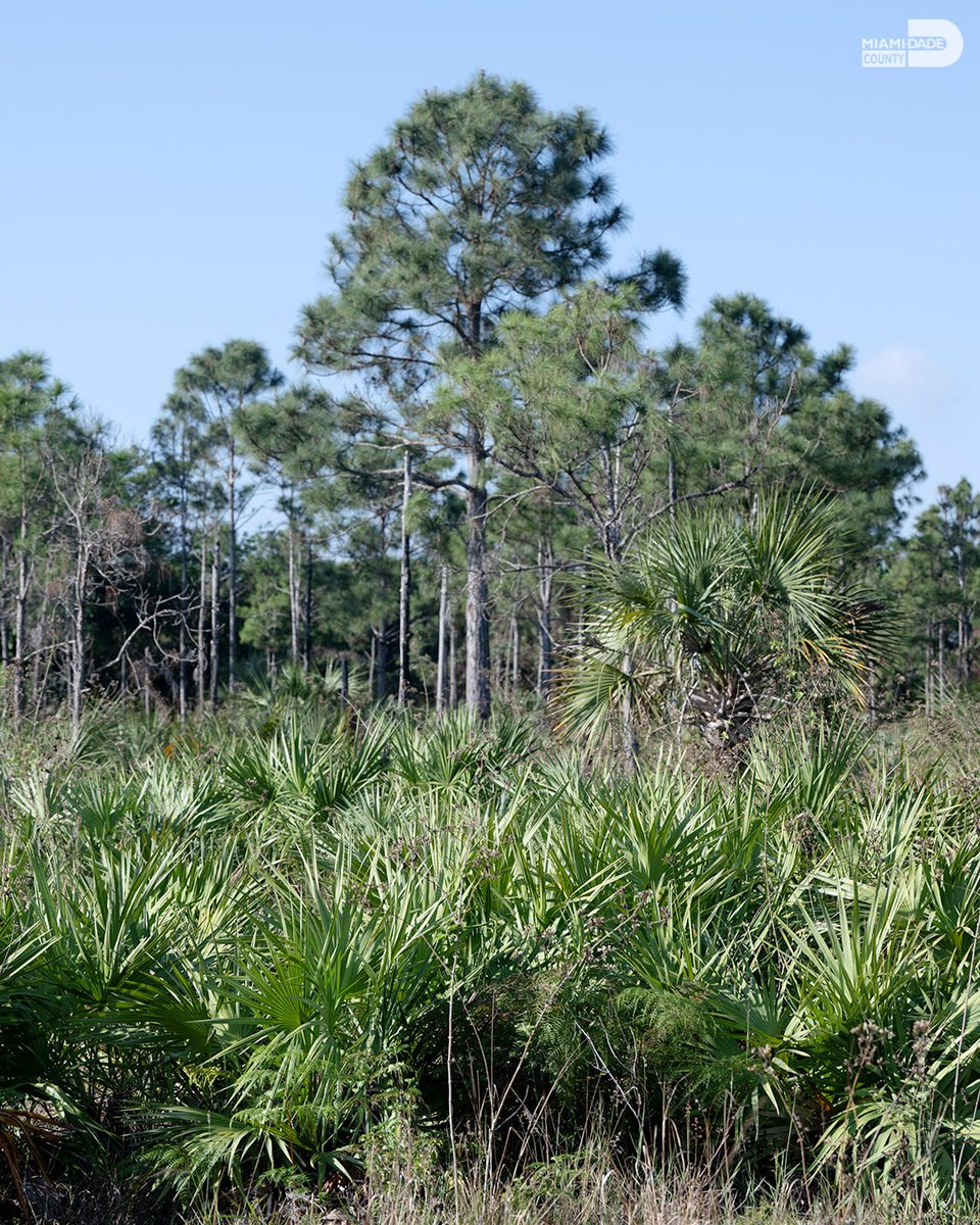 The Sean McCrackine Pineland Preserve reminds us that every day should be #WorldEnvironmentDay. 
Pine Rocklands are a globally critically imperiled habitat, and their conservation is vital to preserving the native plant heritage of #OurCounty.