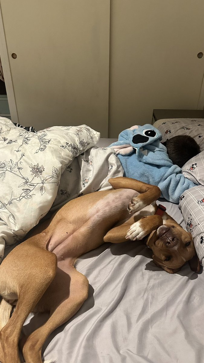 ManiacAnalyst's tweet photo. Lupita:
- No despiertes al pibe y apágame la luz forra que son las 7am.
Unos segundos después…

@lagarzasosa_ No entiendo como todavía nadie la quiso adoptar🥺 https://t.co/msu0te6x3B