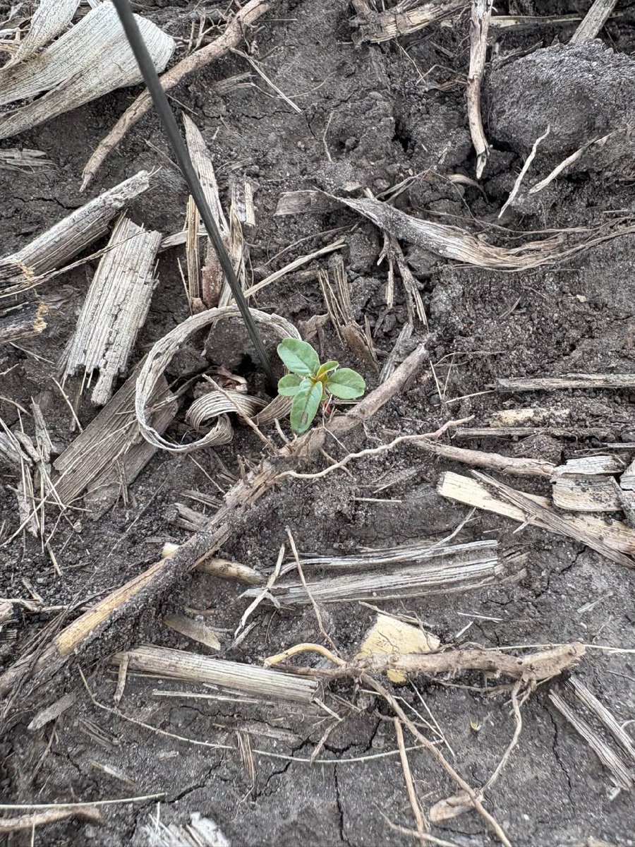 deutmeyer_troy's tweet photo. Stay on top of managing waterhemp.
From Peck Ag Services near Winthrop, IA.

Same waterhemp plants six days apart.  While the first two inches of growth takes some time, after that waterhemp can easily double in size in less than a week!  Once it reaches 3-4"+ height chances of control drop dramatically...