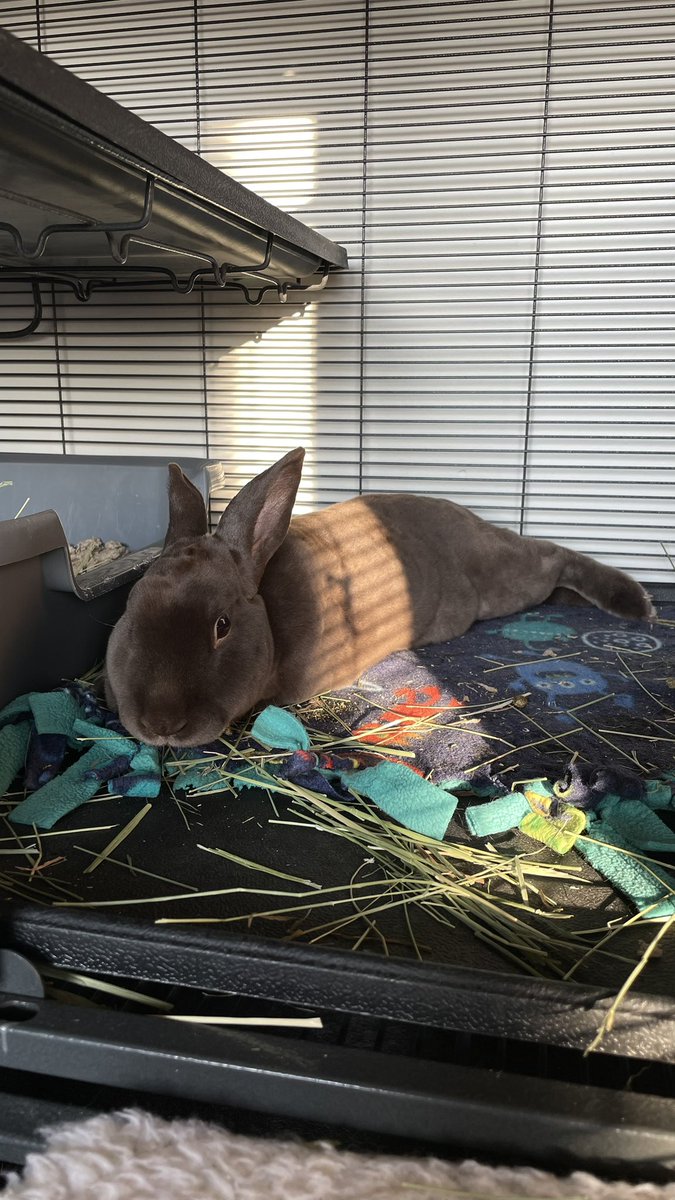 We were away for ~2.5 weeks for our honeymoon, so happy to be home to our little guy. He had a great time at his aunt and uncle’s house, roaming their basement and climbing all over their sofa! Though he did get angry and thump at their garbage disposal.