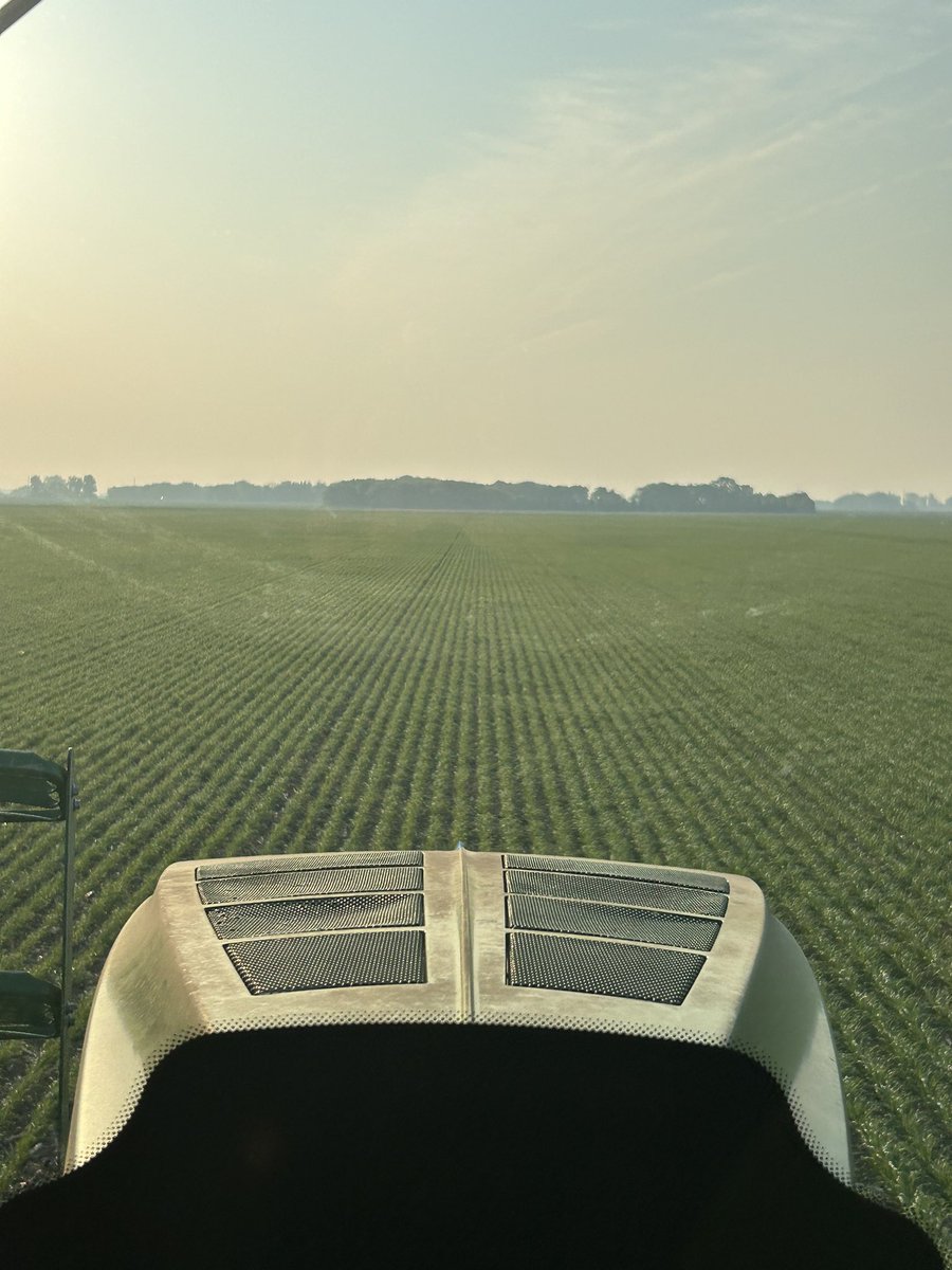 Wheat is looking shiny this morning!