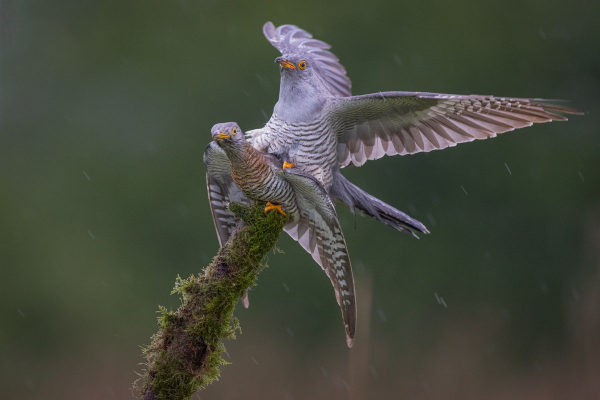 Common Cuckoo......taken yesterday morning in torrential rain