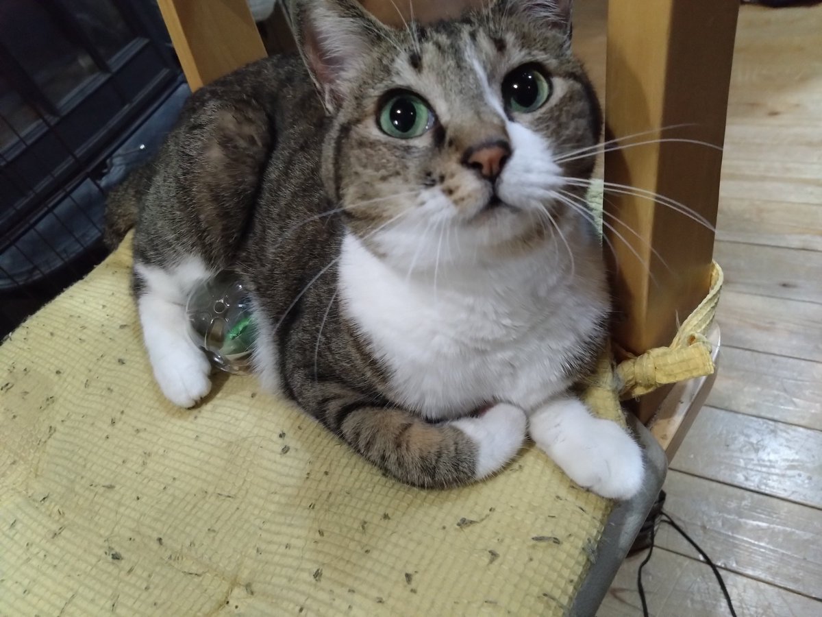 Hage_lol's tweet photo. ガチャポンを自分の卵🥚と思って温めてる猫 https://t.co/JsricZzLjC