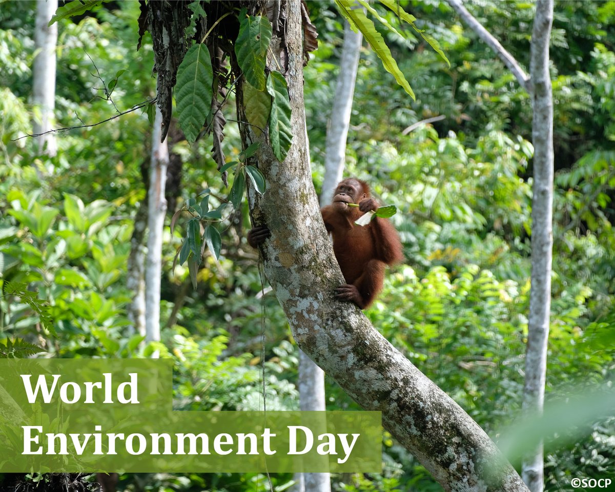 OrangUtansInNot's tweet image. Heute ist #Weltumwelttag! Lasst uns den heutigen Tag nutzen, um das Bewusstsein für den Schutz unserer Umwelt zu stärken. Macht mit, um unseren Planeten für kommende Generationen zu bewahren – jeder Beitrag zählt! #SaveOurPlanet #WorldEnvironmentDay #Umweltschutz #Nature