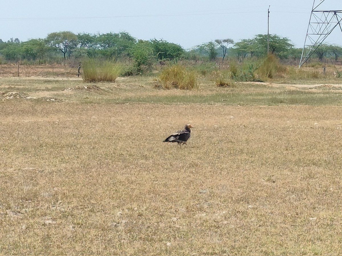 prashants0777's tweet photo. Today I saw this bird in the fields of Pratapgarh Uttar Pradesh. Can anyone identify this bird? @prakashraaj https://t.co/EC7yDVo9GC