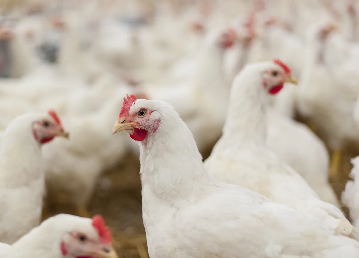A group of chickens is photographed. They have white feathers, light yellow beaks, and red features on the head and below the beak. One chicken is in focus more than the others.