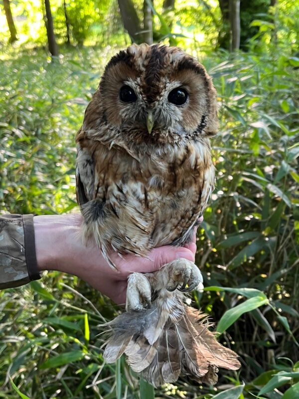 For the first time since 2021, no Tawny Owl chicks were found in 25 nest boxes monitored by Sussex Barn Owl Group.☹️🦉
A worrying sign, possibly tied to prey shortages. This is being investigated with other groups.
Full article here;
tinyurl.com/44pakkhk