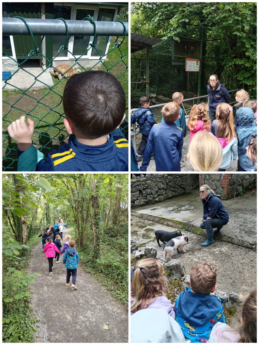 Our Junior and Senior Infants had a fabulous school tour to Stonehall Farm today.