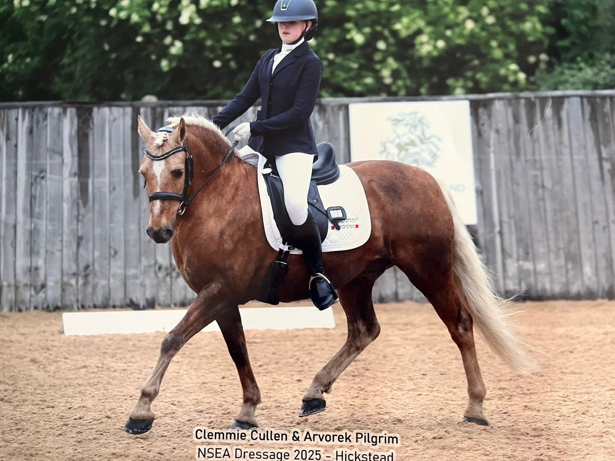 Pipers Equestrian tweet media