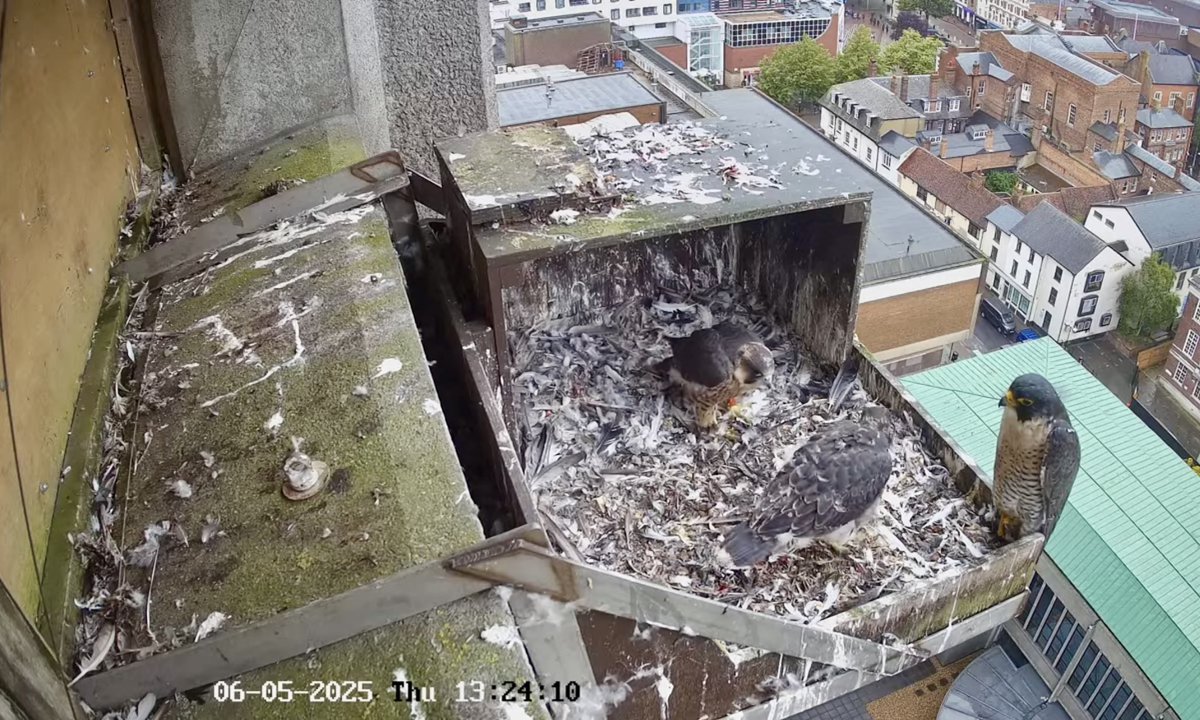Aylesbury Peregrines (@aylesburypegs) on Twitter photo 