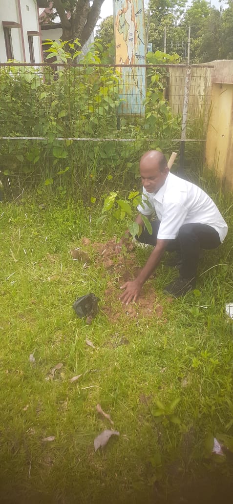 Tree Planted in connection with World Environment Day 2025 under Amarpur Sub Division.
