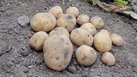 SmalltownShu's tweet photo. じゃがいも🥔ためし掘りしました🙂 https://t.co/fOQZdQV754