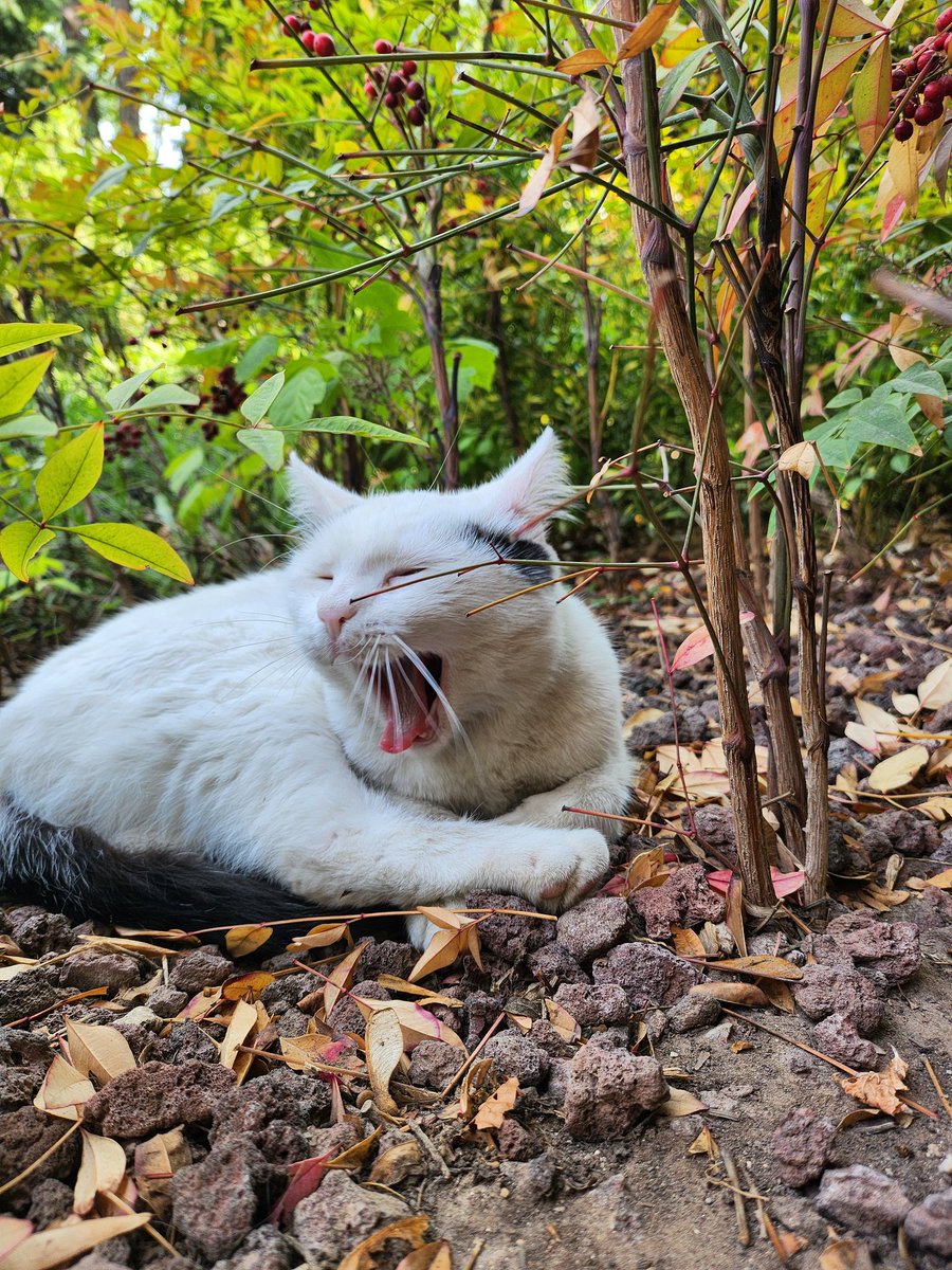 Yapay Zeka değil bayram öncesi Ankara Havası 🐱🐈☀️